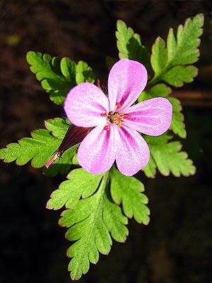 geranium sylvaticum