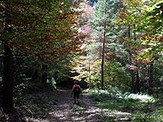Un magnífic bosc de tardor per acabar el passeig